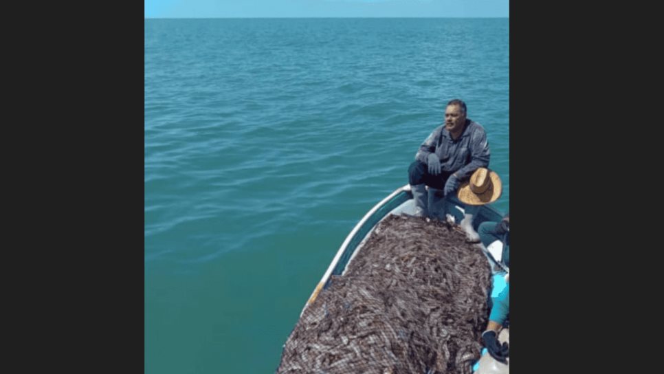 Así violan la veda de camarón de altamar en Topolobampo | VIDEO