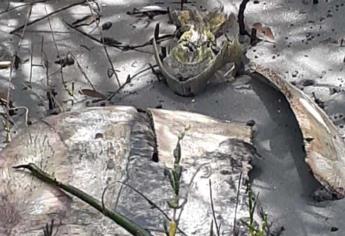 Denuncian «cementerio» de tortugas en Altata, Navolato