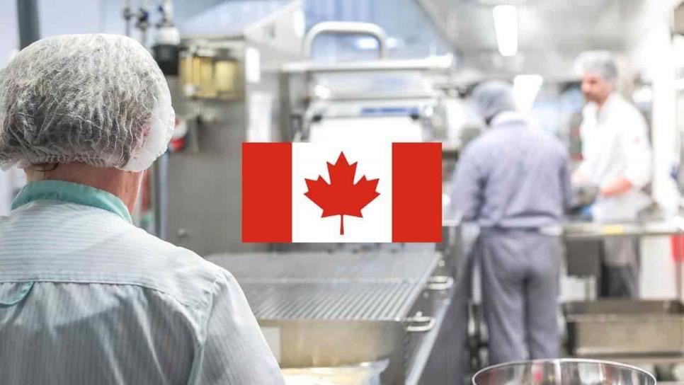 Trabajo para mexicanos en Canadá: pagan hasta 50 mil pesos; aquí los requisitos