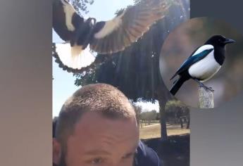 Conoce al magpie, el ave que «te pega zapes» para proteger a sus crías