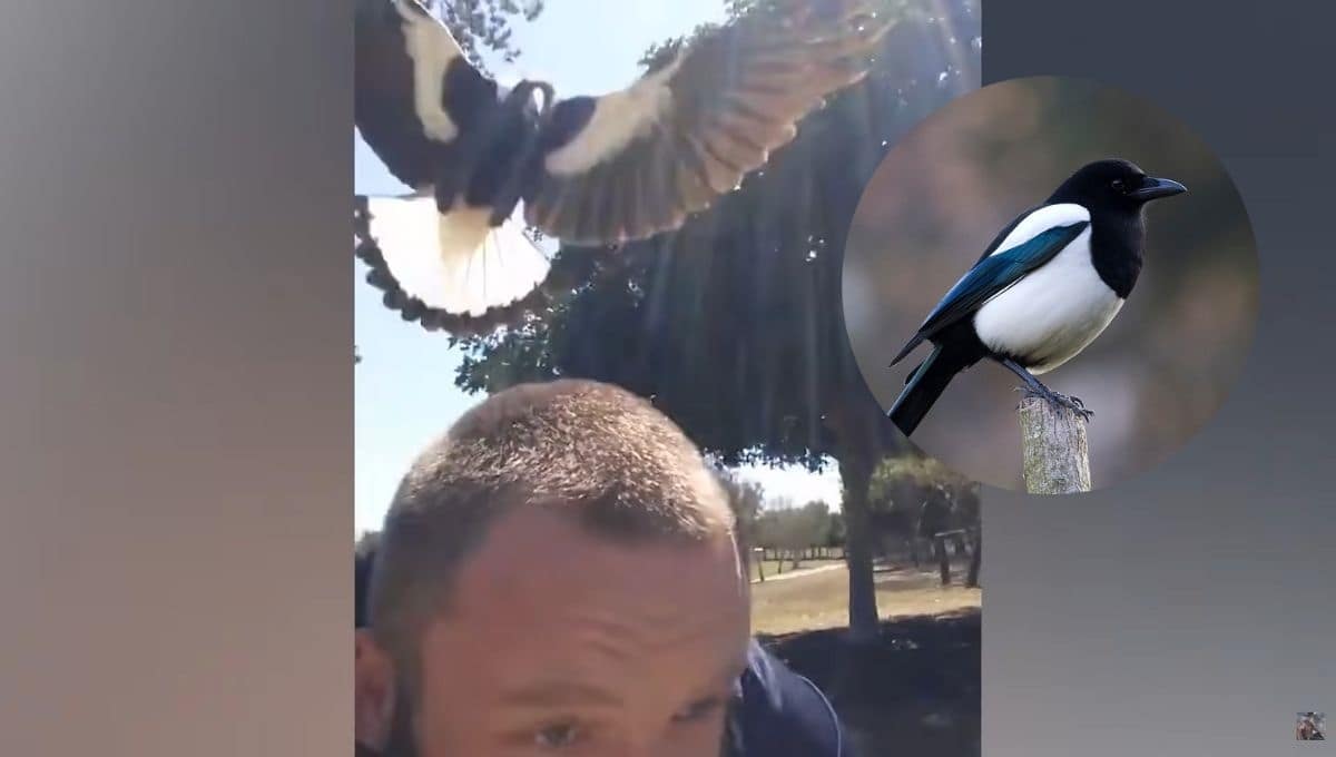 El magpie ataca para proteger a sus crías. FOTO: Ozzy Man Reviews / Wikipedia