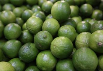 Precio del limón está «por las nubes», venden el kilo hasta en $90 en Los Mochis