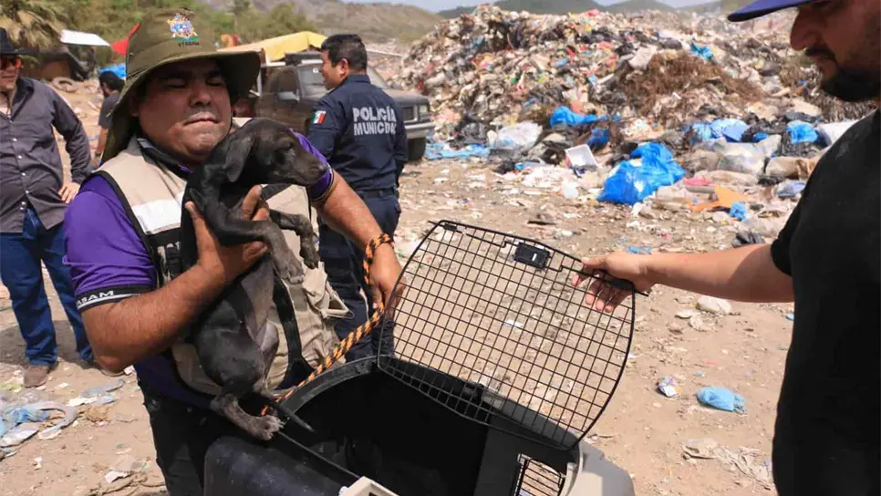 Los perritos rescatados.