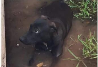 Alumnos de secundaria son señalados de abusar sexualmente de una perrita en Los Mochis