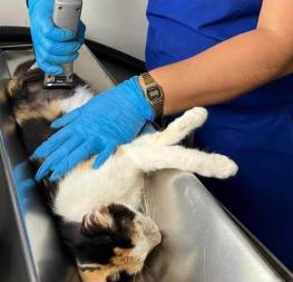 Sé parte del evento «Adoptón 2023» en Mazatlán; adopta, vacuna y esteriliza a tu mascota Sé parte del evento «Adoptón 2023» en Mazatlán; adopta, vacuna y esteriliza a tu mascota