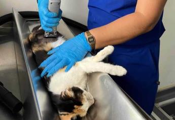 Sé parte del evento «Adoptón 2023» en Mazatlán; adopta, vacuna y esteriliza a tu mascota 