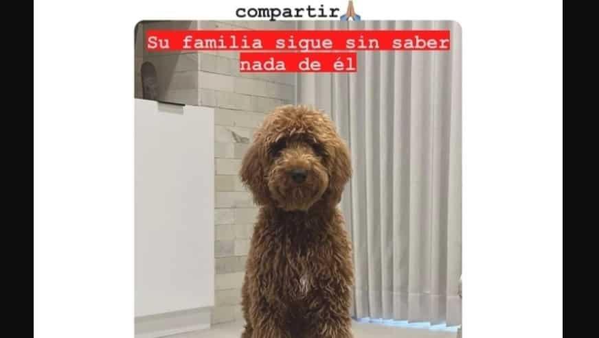 «Goose», el perrito perdido por el que ofrecieron mil dólares por encontrarlo «Goose», el perrito perdido por el que ofrecieron mil dólares por encontrarlo