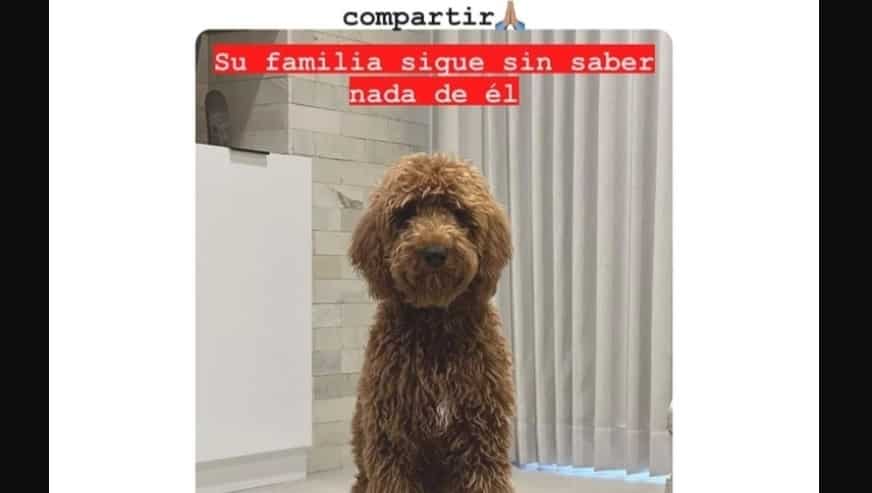 Goose ya está en su casa con sus dueños.