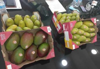 Cierra temporada de mango en Sinaloa