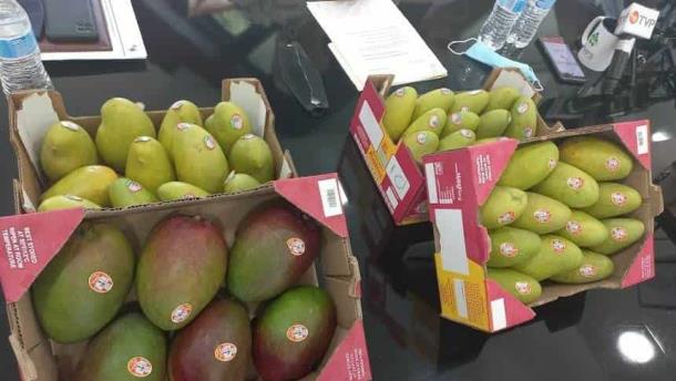Cierra temporada de mango en Sinaloa