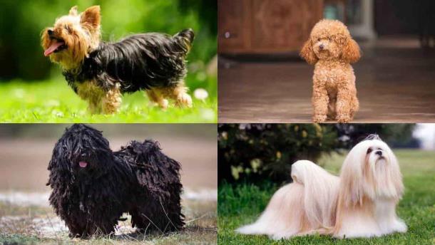 5 razas de perro que no sueltan pelo; ideales para personas con alergias