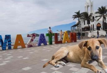 Mujer baña a perrito callejero en pleno calor en Mazatlán y se vuelve viral | VIDEO