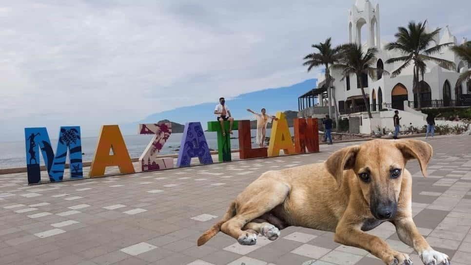 Mujer baña a perrito callejero en pleno calor en Mazatlán y se vuelve viral | VIDEO