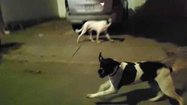 Jauría de perros «trae en jaque» a vecinos de este exclusivo sector en Los Mochis