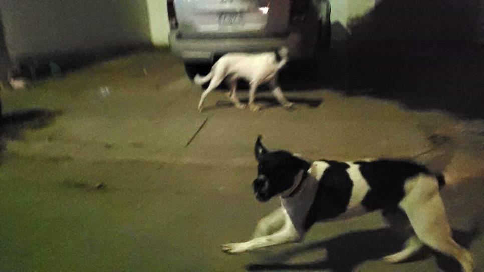 Jauría de perros «trae en jaque» a vecinos de este exclusivo sector en Los Mochis