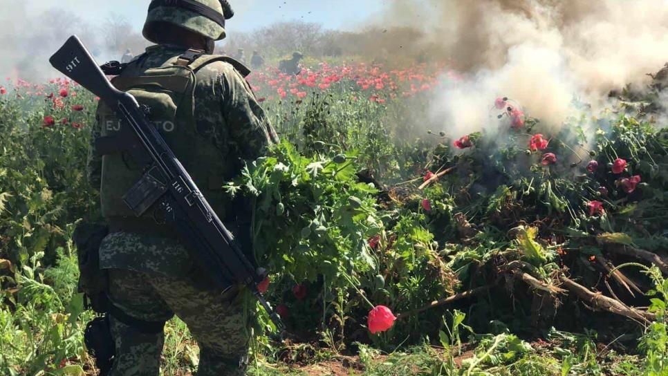 «Operativos en Badiraguato, despliegues de tropas para buscar plantíos»: Fuentes Vélez