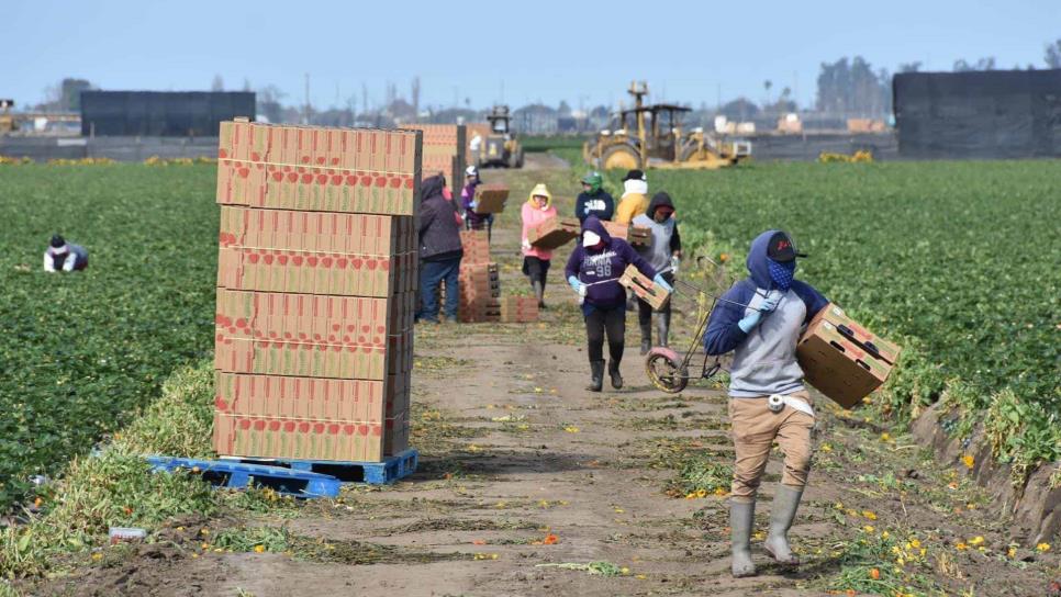 Alistan operativo en campos agrícolas para erradicar el trabajo infantil