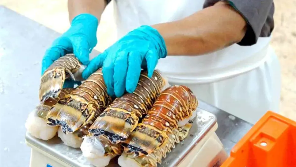 La langosta es un platillo delicioso para ocasiones especiales.