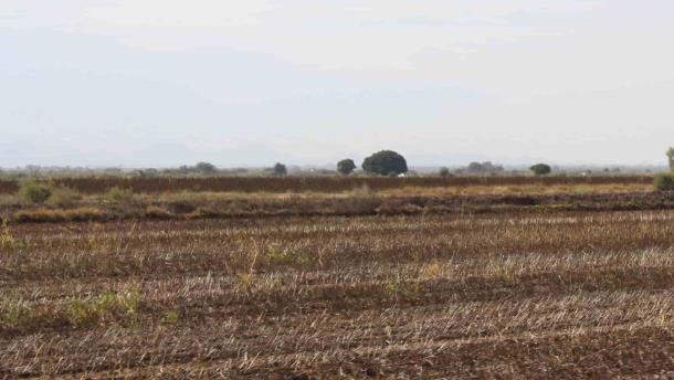 Sequía arrasa con el 60 % de los cultivos de temporal en Sinaloa
