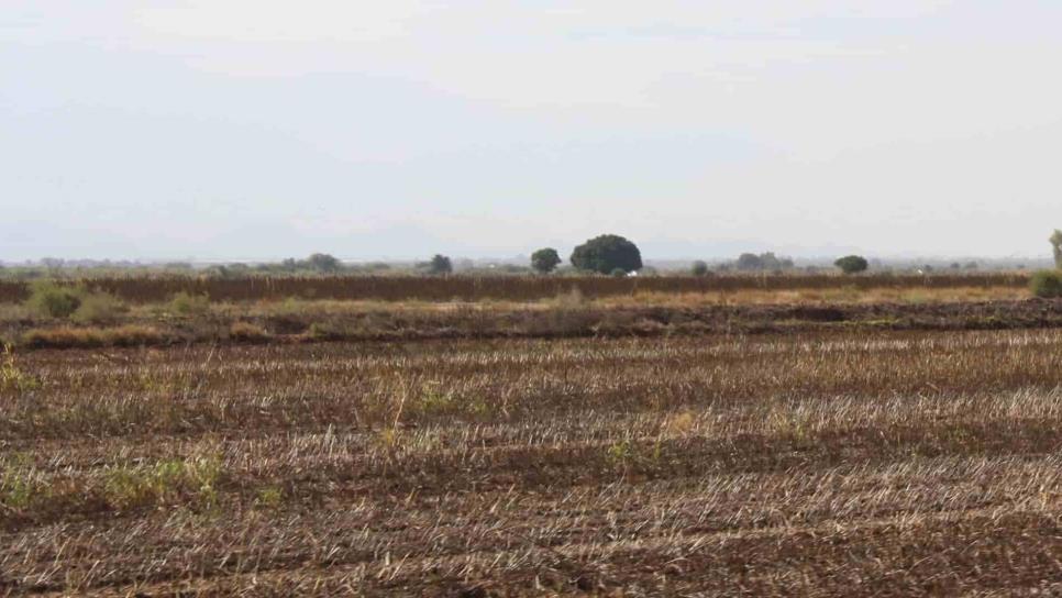Sequía arrasa con el 60 % de los cultivos de temporal en Sinaloa