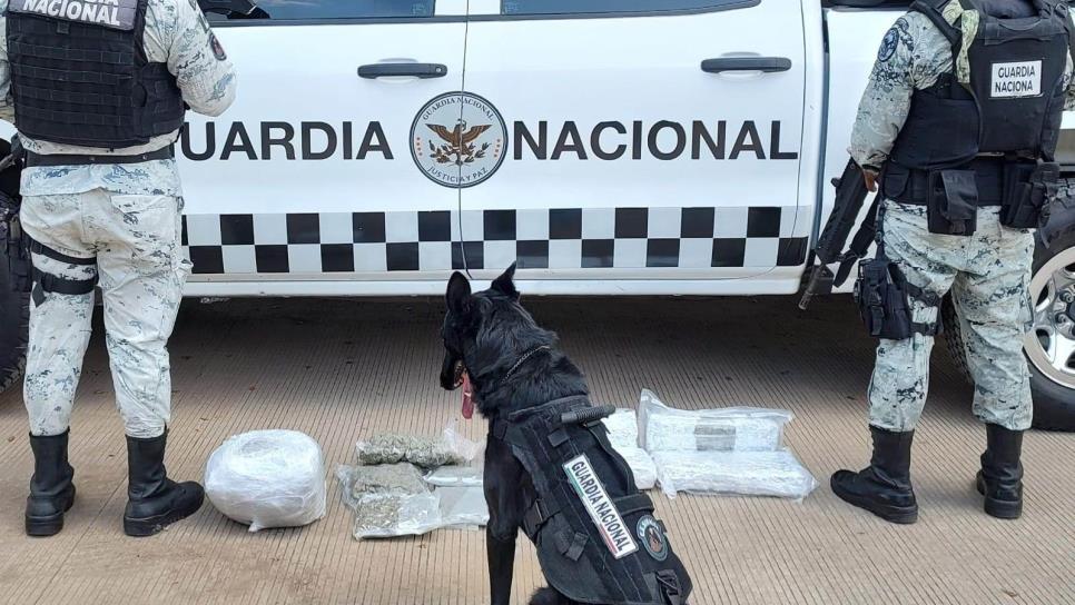 La unidad K9 de la Guardia Nacional logró asegurar droga en una paquetería  de Culiacán