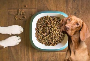 Profeco revela una marca de croquetas para perro no tan comercial, pero muy nutritivas