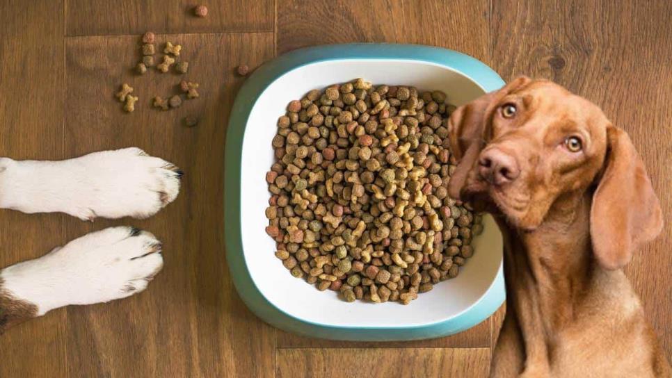 Profeco revela una marca de croquetas para perro no tan comercial, pero muy nutritivas