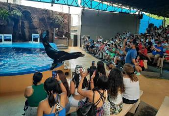 ¿Cuáles son las especies más costosas de mantener en el Acuario Mar de Cortés de Mazatlán?