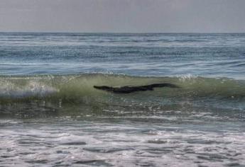 Captan cocodrilo de casi dos metros nadando en playas de Acapulco | VIDEO