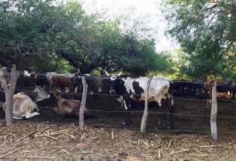 Barrido zoosanitario no avanza en Sinaloa por temor de ir a la sierra