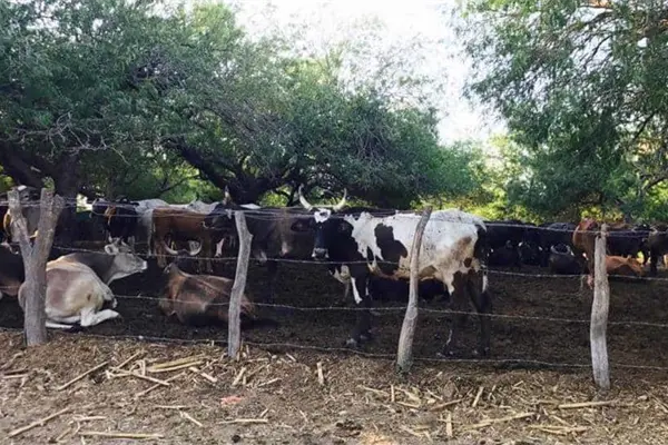 Autobús de pasajeros arrolla y mata a una vaca por la Médico 15 en Los Mochis Autobús de pasajeros arrolla y mata a una vaca por la Médico 15 en Los Mochis