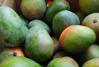 Productores de mango en Sinaloa registran 6 mdd en pérdidas por falta de mercado