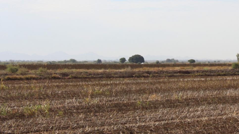 «Crisis por sequía en Sinaloa, todos la ven menos el Gobierno»: CAADES