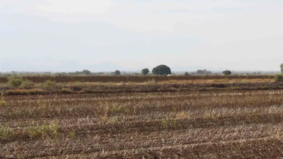 Cultivos afectados por sequía.