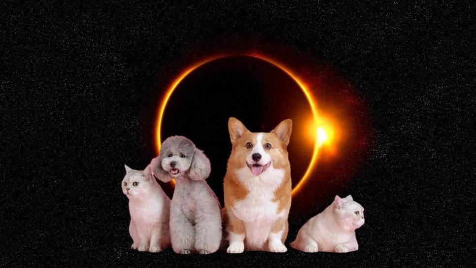 Eclipse Solar 2023: ¿cómo afectará a las mascotas?