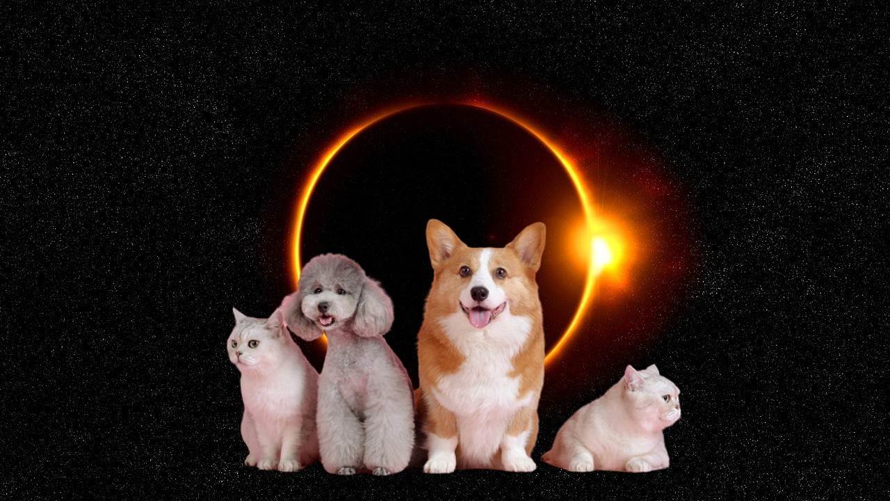 como afecta el sol a los perros