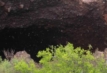 Cueva de los murciélagos de El Maviri, un gran atractivo natural cerca de Los Mochis