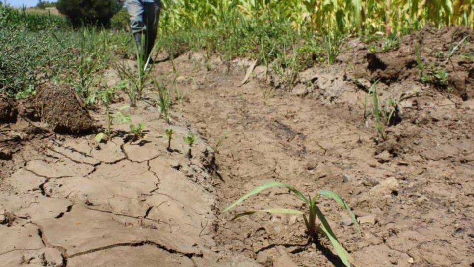 Sinaloa activa seguro catastrófico para temporal: Gobernador