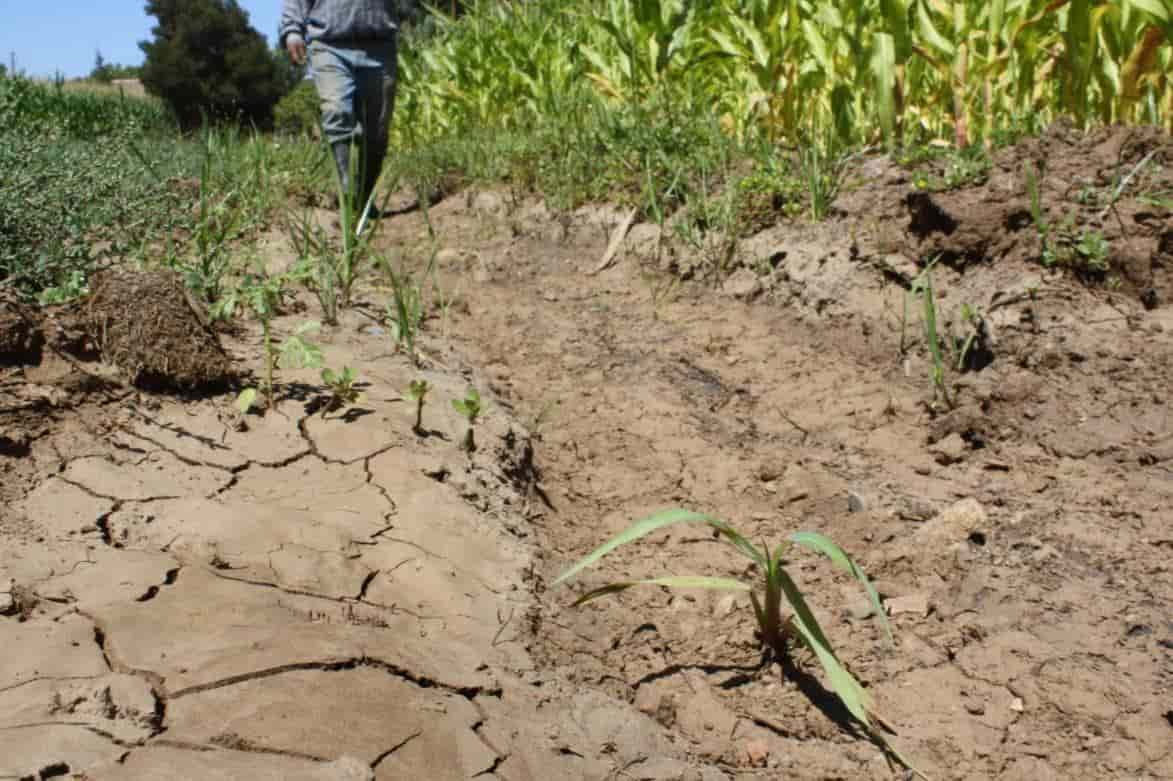 Sinaloa activa seguro catastrófico para temporal: Gobernador