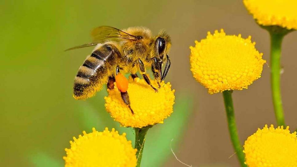 Donan abejas genéticamente mejoradas a apicultores de Ahome
