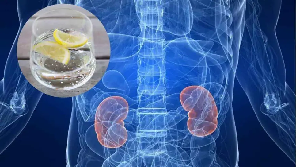 Los riñones son indispensables para tu salud. FOTO: La Sexta / Waterlogic