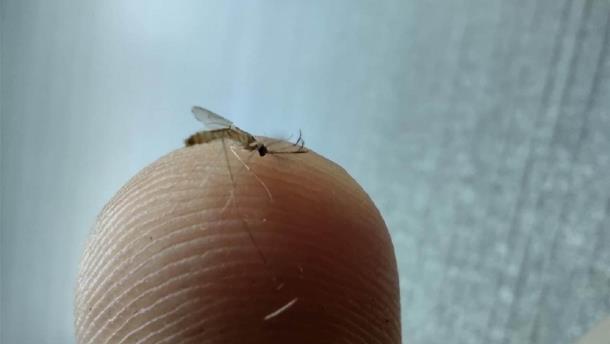 Detectan siete casos de dengue en la Higuera de Zaragoza