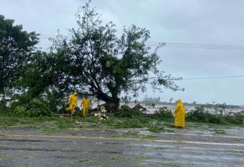 «Norma» deja árboles caídos, fuertes vientos y lluvia en Altata, Navolato