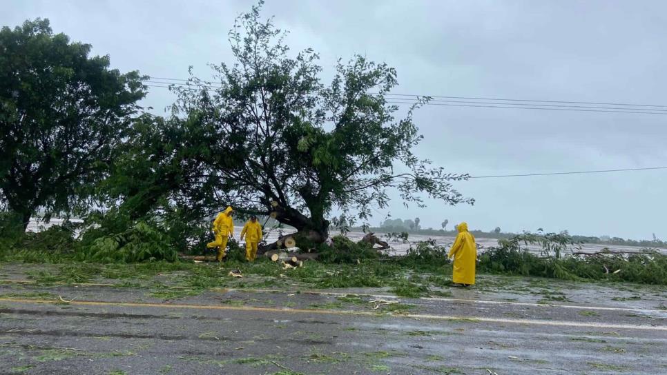 «Norma» deja árboles caídos, fuertes vientos y lluvia en Altata, Navolato