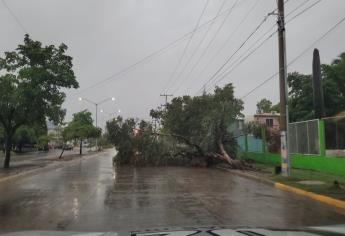 Buscan rescatar más de 400 árboles caídos en Los Mochis tras el paso de la tormenta tropical «Norma»