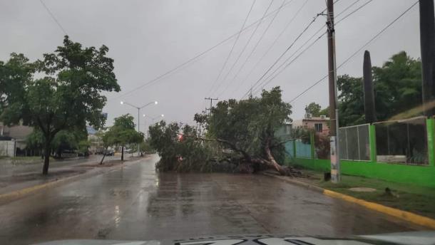 Buscan rescatar más de 400 árboles caídos en Los Mochis tras el paso de la tormenta tropical «Norma»