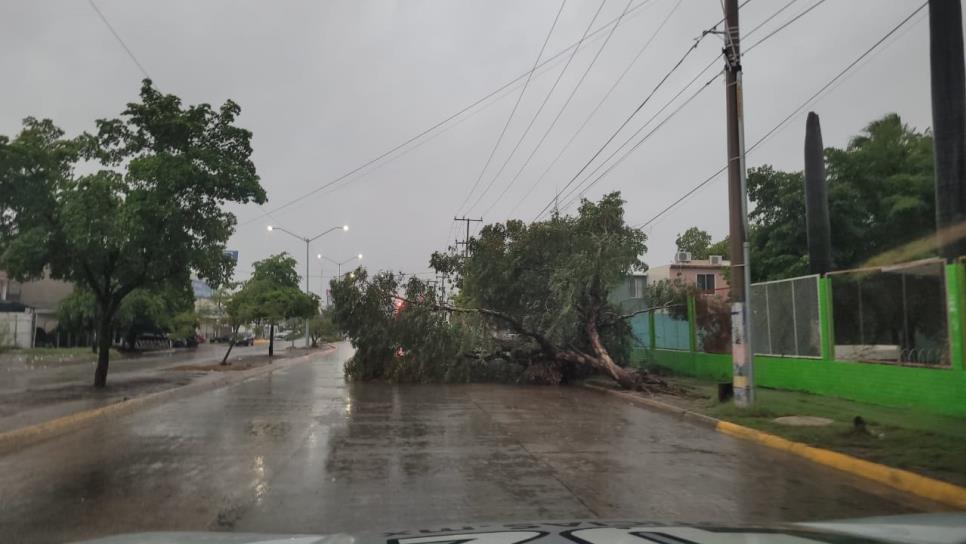 Buscan rescatar más de 400 árboles caídos en Los Mochis tras el paso de la tormenta tropical «Norma»