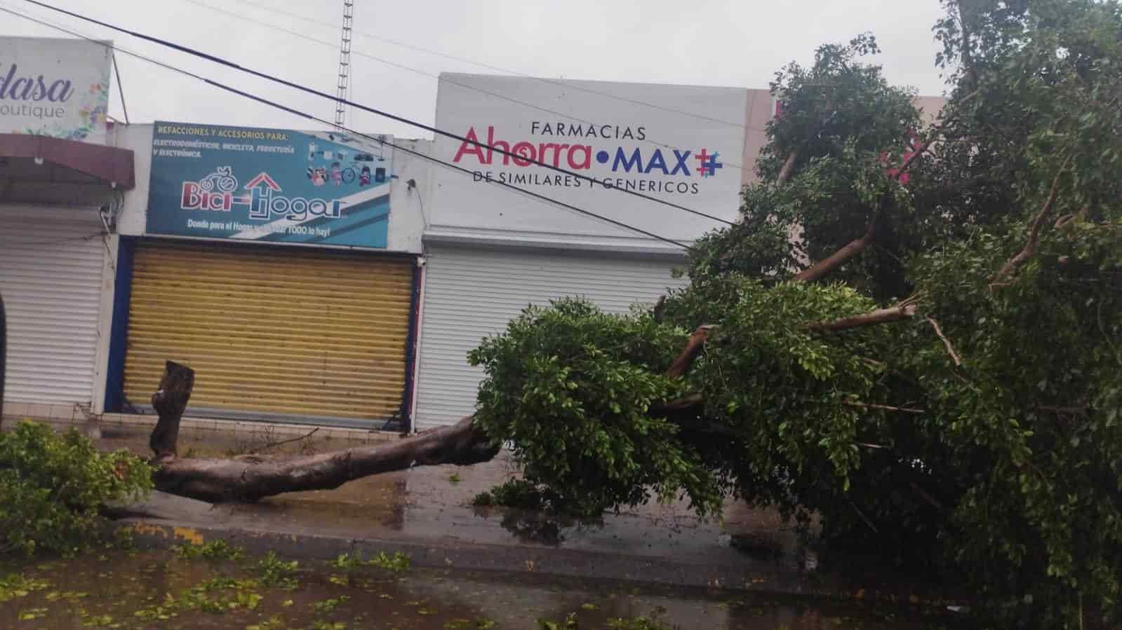 Decenas de árboles cayeron durante la tormenta. FOTO: Luz Noticias