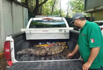 Cocodrilo «se pasea» en Eldorado, Culiacán tras tormenta «Norma»