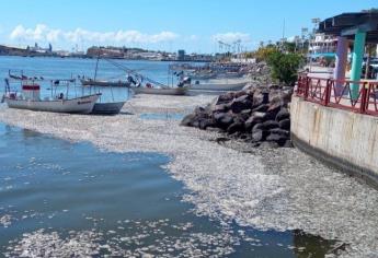 Papa de mar: ¿Es el olor nauseabundo en Topolobampo?